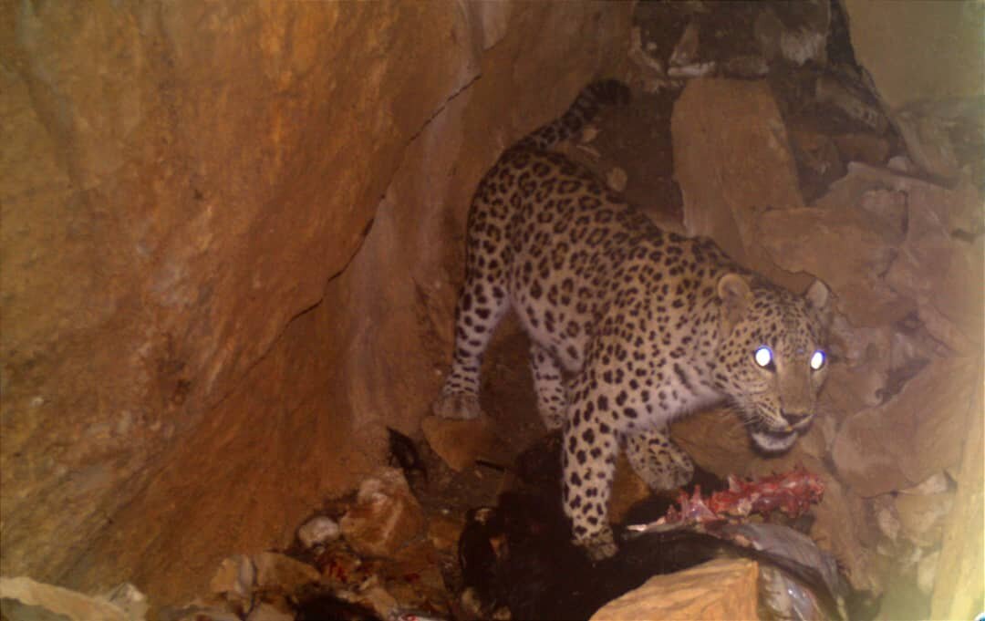 پلنگ ایرانی