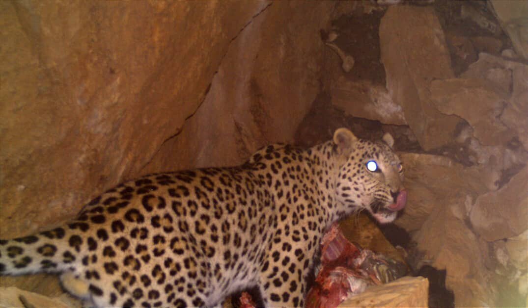 پلنگ ایرانی