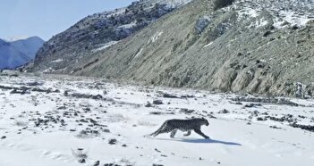 فیلم/ پلنگ شهمیرزاد دوباره به طبیعت بازگشت