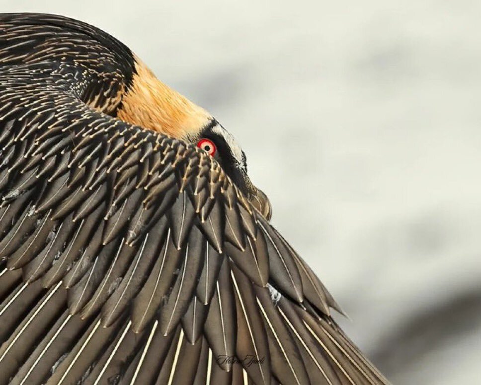همای سعادت در الموت