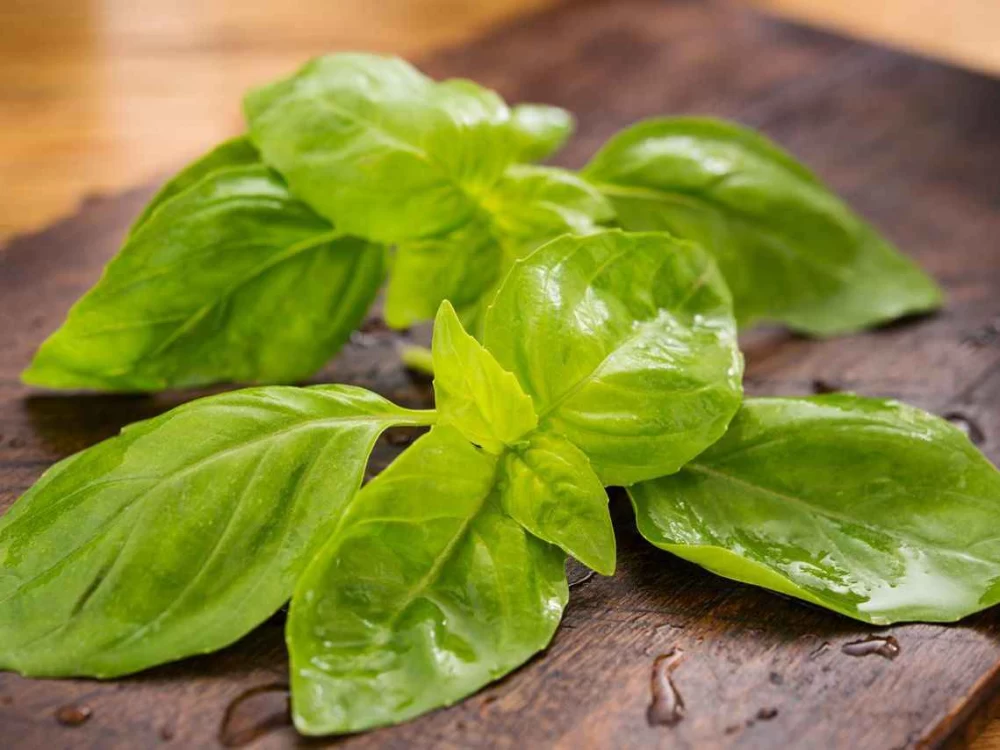 فواید و عوارض مصرف ریحان برای سلامت بدن