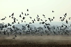 تهران زیر ابری از دود و ذرات خطرناک