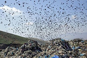 فیلم/ علت بوی نامطبوع در جنوب تهران