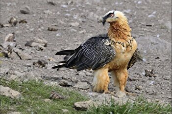 تصویری کمیاب از همای سعادت در طبیعت چهارمحال و بختیاری