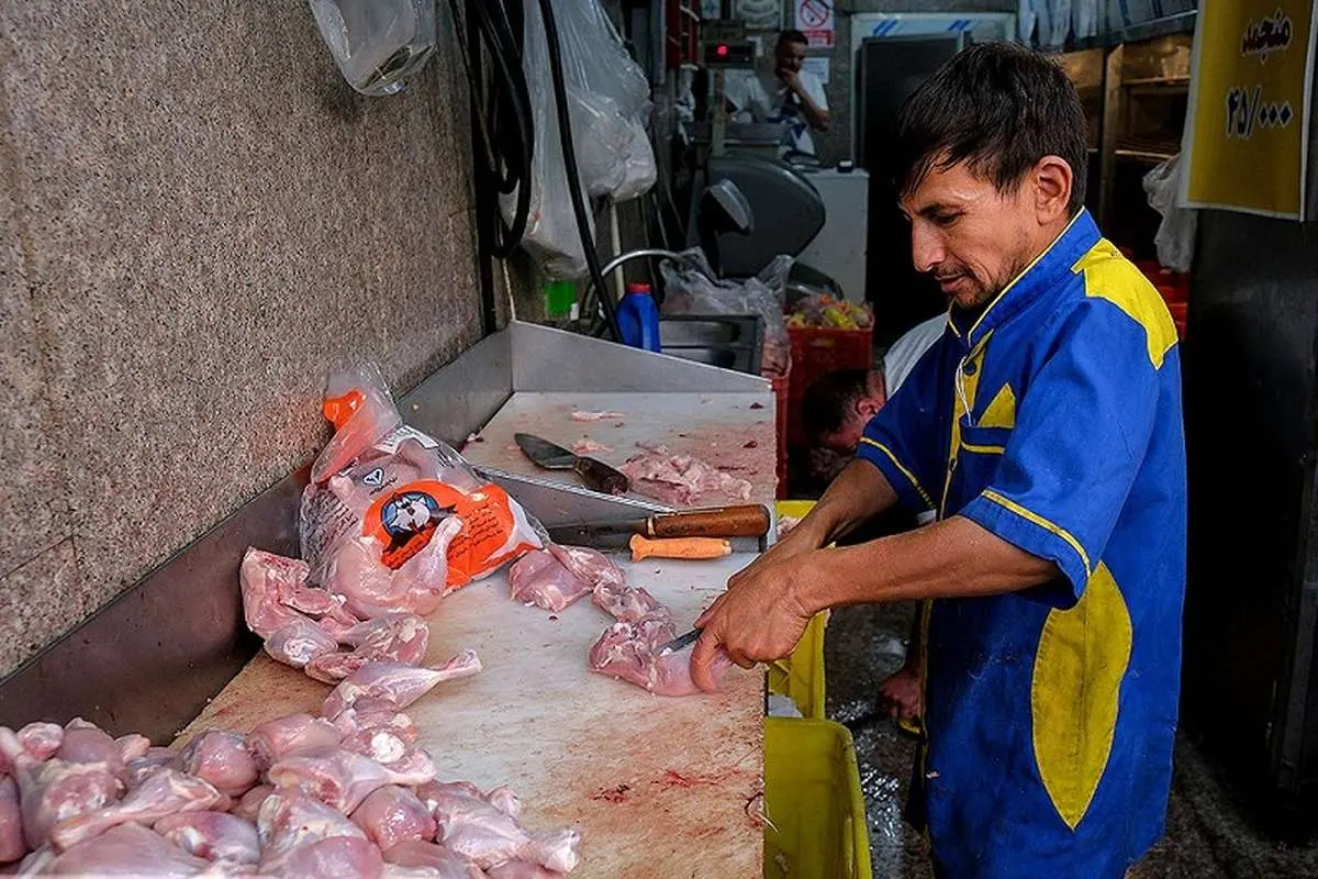 مرغ تنظیم بازاری مرغ تنظیم بازاری