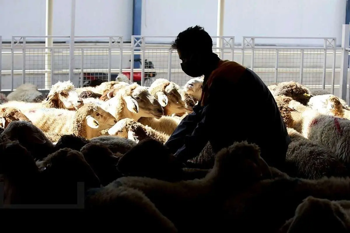 قیمت دام زنده قیمت دام زنده