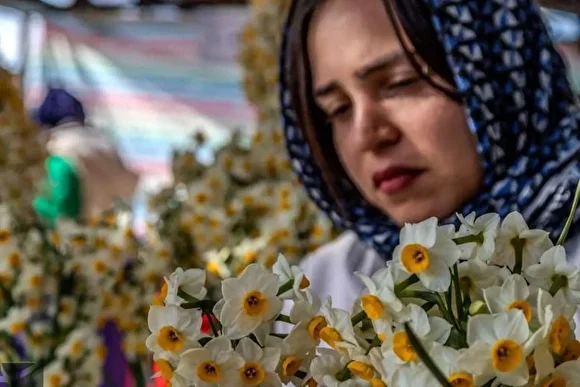 عرضه شاخه‌های خوش‌عطر گل نرگس در مازندران