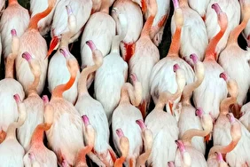 پرندگان مهاجر در آغوش میانکاله