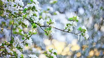 عکس/ یک هفته هوای بهاری در انتظار تهران