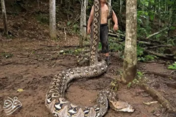 فیلم / طولانی‌ترین مار وحشی جهان