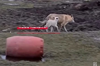 ویدئویی از دوستی یک گرگ با بره در رومانی پربازدید شد