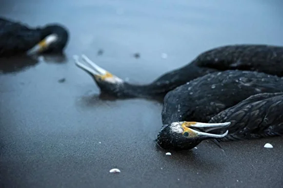 مرگ دسته‌جمعی باکلان‌ها در ساحل انزلی