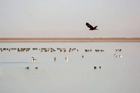 سرشماری زمستانه پرندگان مهاجر در تالاب مره قم