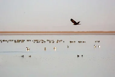 سرشماری زمستانه پرندگان مهاجر در تالاب مره قم
