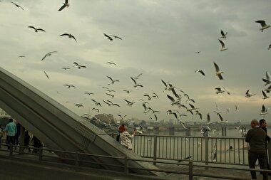 رقص مرغان دریایی بر فراز خلیج همیشه فارس