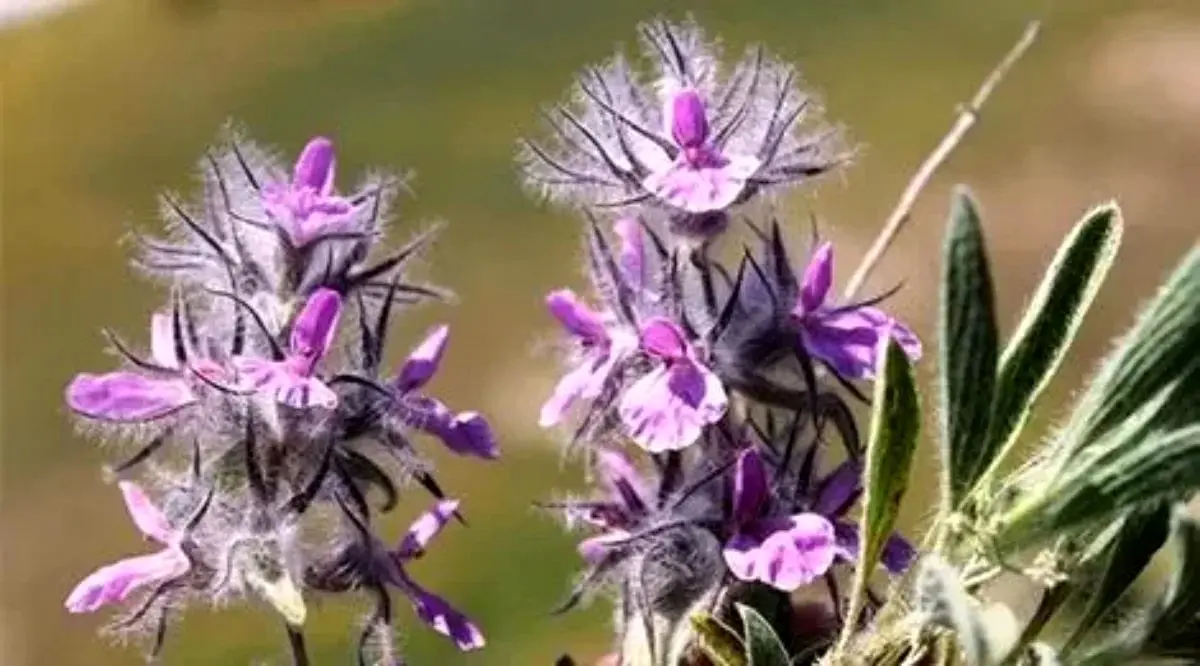 ۷ فایده طلایی چای کوهی برای بدن