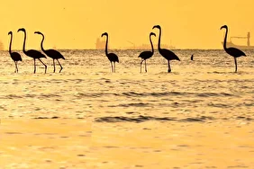 فلامینگو‌ها میهمان آب‌های گرم خلیج فارس