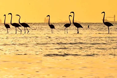 فلامینگو‌ها میهمان آب‌های گرم خلیج فارس