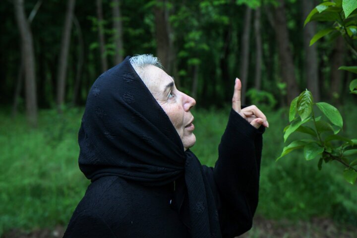 پروانه معصومی