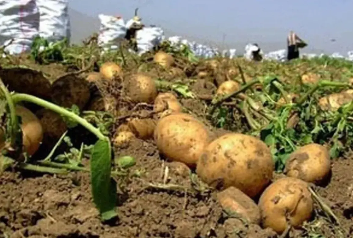 کمبود سیب زمینی نداریم