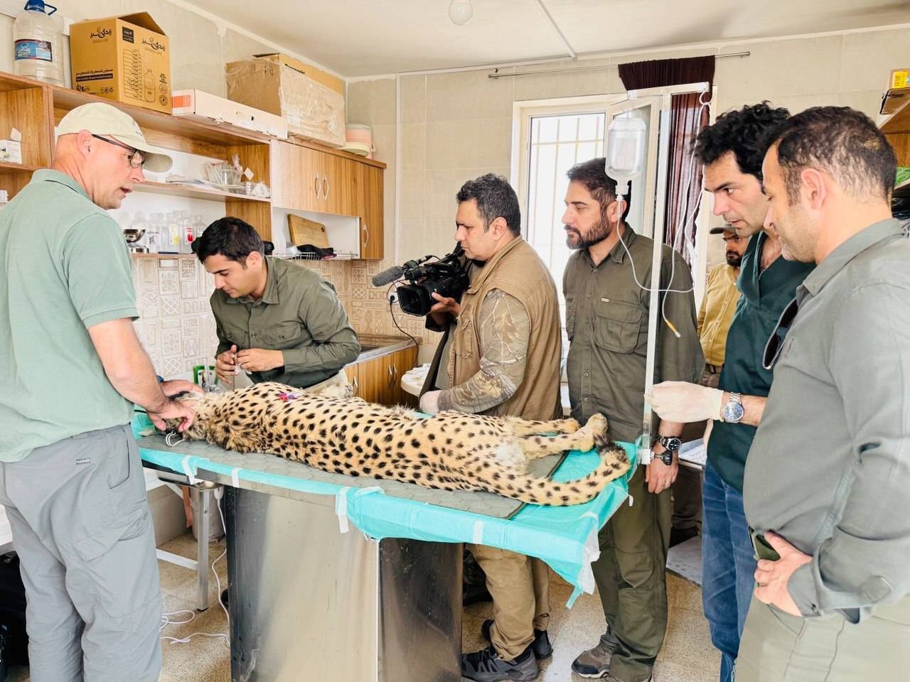 یوزپلنگ ایرانی