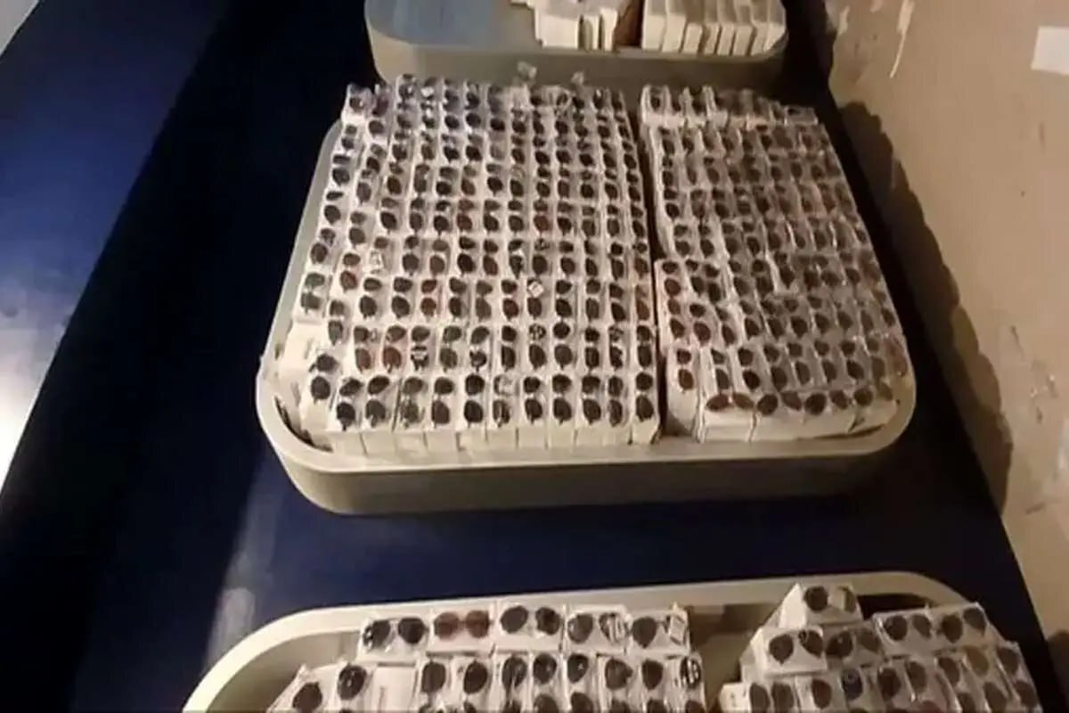 دستگیری سلطان عینک