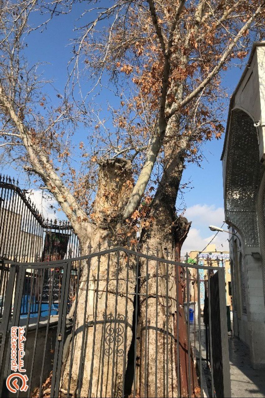 چنار قدیمی تهران