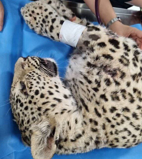 پلنگ زخمی ارتفاعات کرج