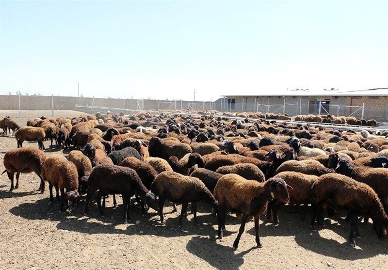 گوسفند زنده