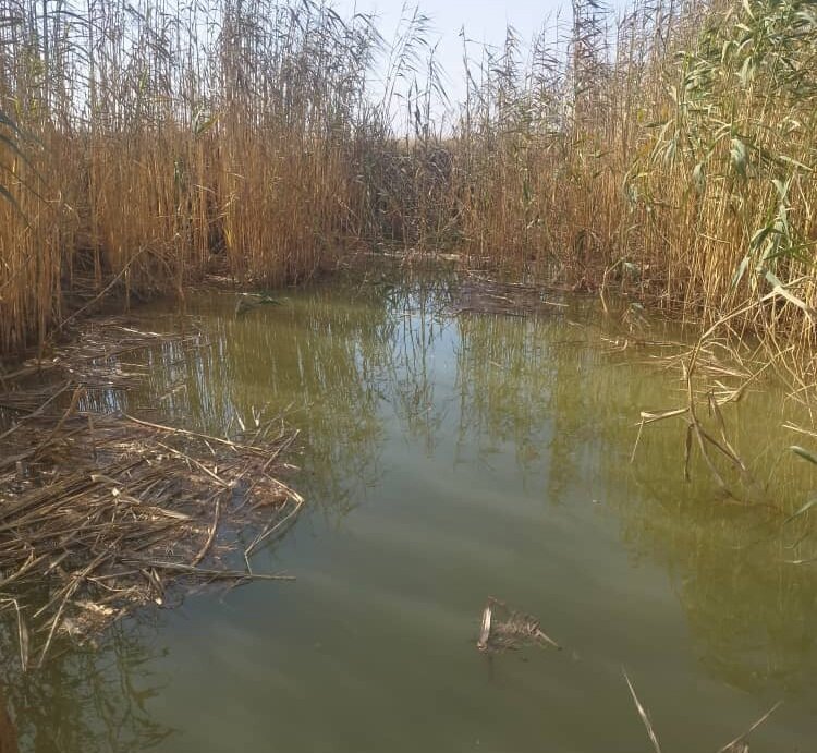 نجات دختر ۶ ساله