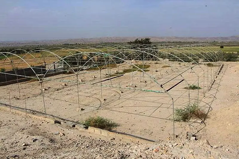 گلخانه در چگاسفلا