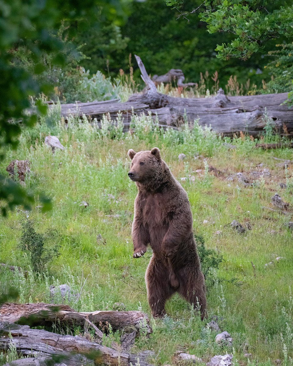 ژست بانمک خرس قهوه ای