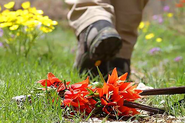 گل لاله واژگون