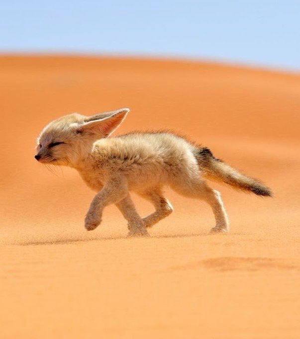 روباه صحرایی ایران