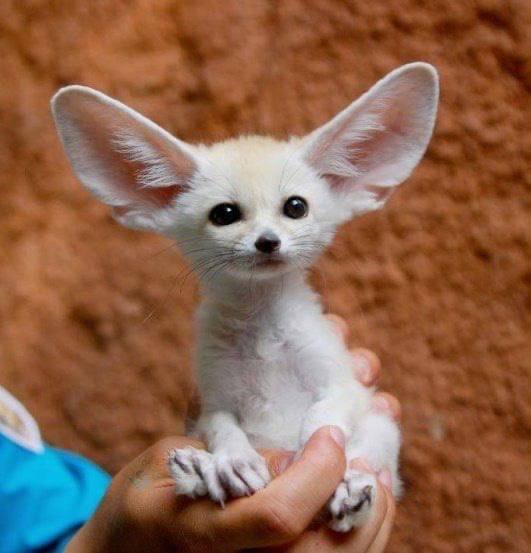 روباه صحرایی ایران