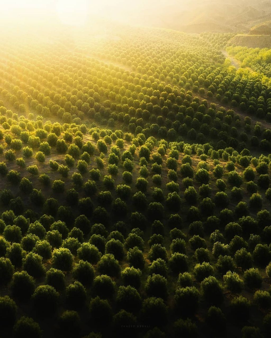 باغات زیتون منجیل