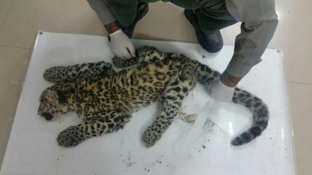 پلنگ ایرانی