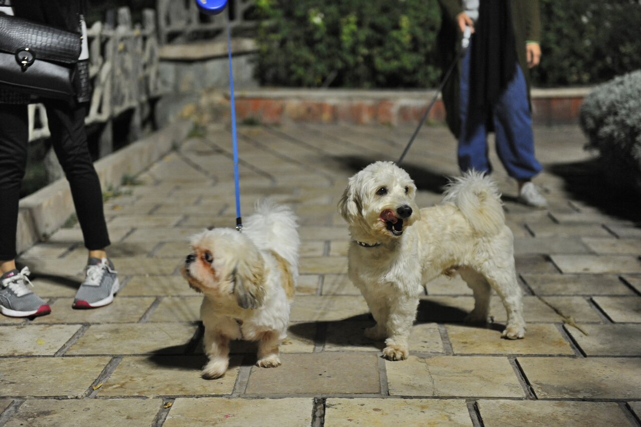 سگ‌گردانی در اردبیل