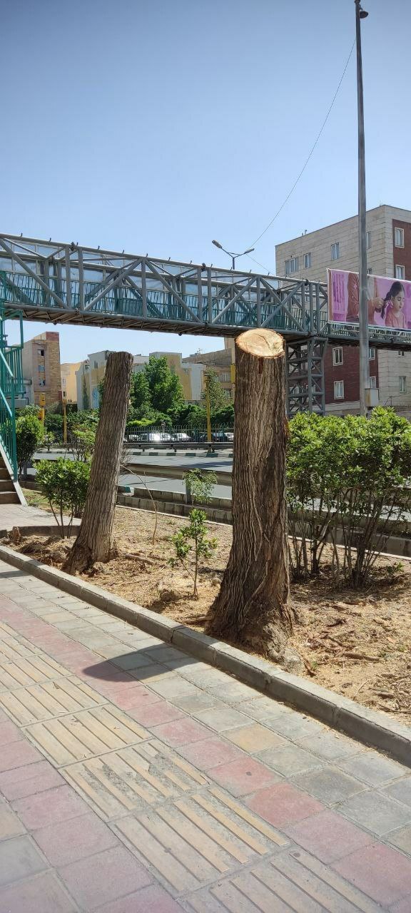 درختان اتوبان صیاد شیرازی