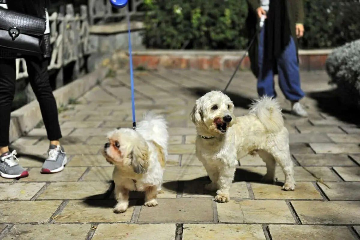 ممنوعیت سگگردانی در ارومیه سگگردانی در ارومیه ممنوع شد