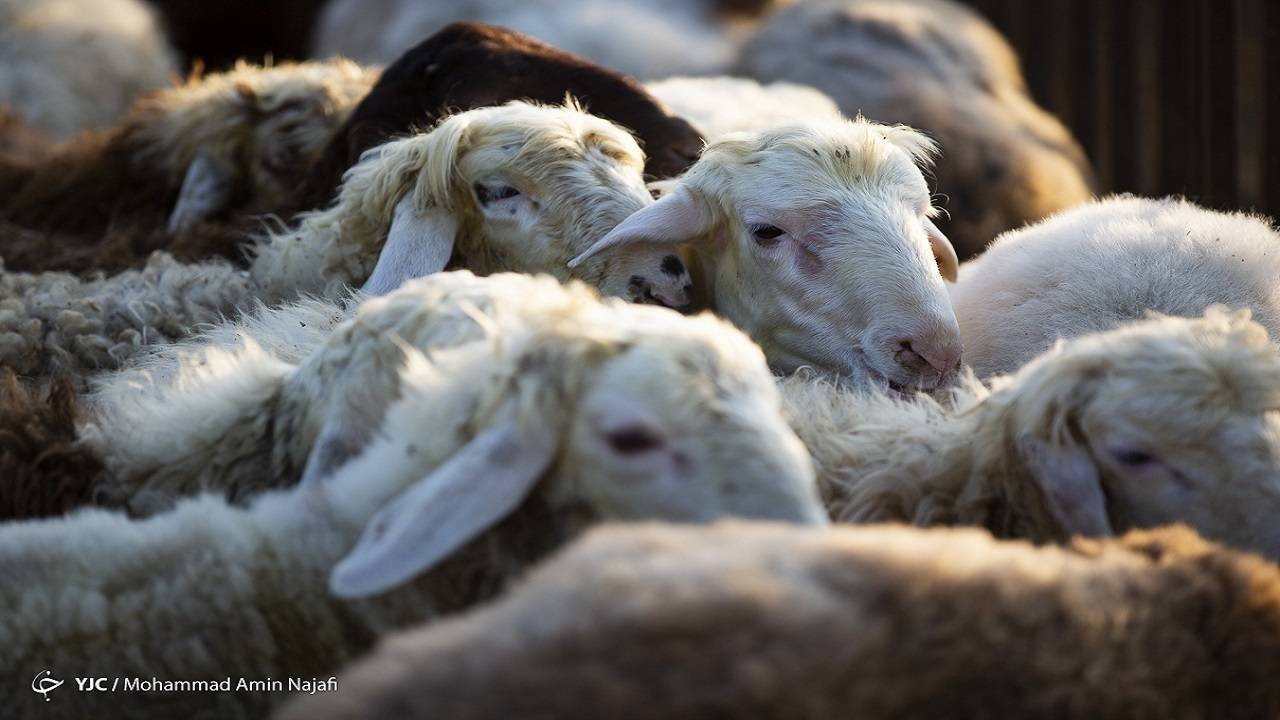 قیمت گوسفند و دام