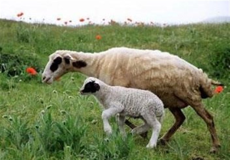 گوسفند در صحرا