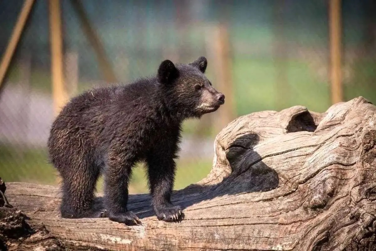 توله خرس در جنگل
