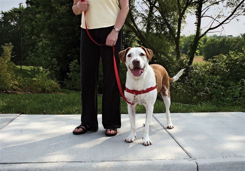 سگگردانی در پارک سگگردانی در پارک