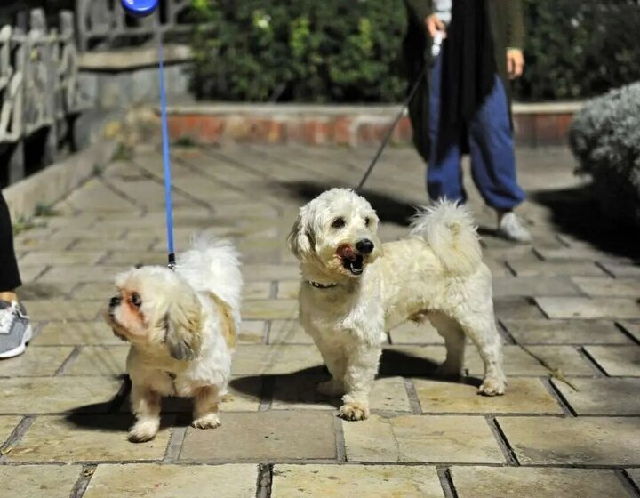 دو سگ کوچک زیبا