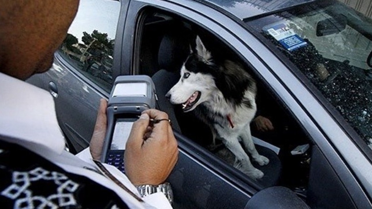 سگ گردانی با خودرو