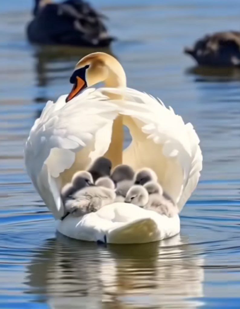 لای پر قو بزرگ شدن