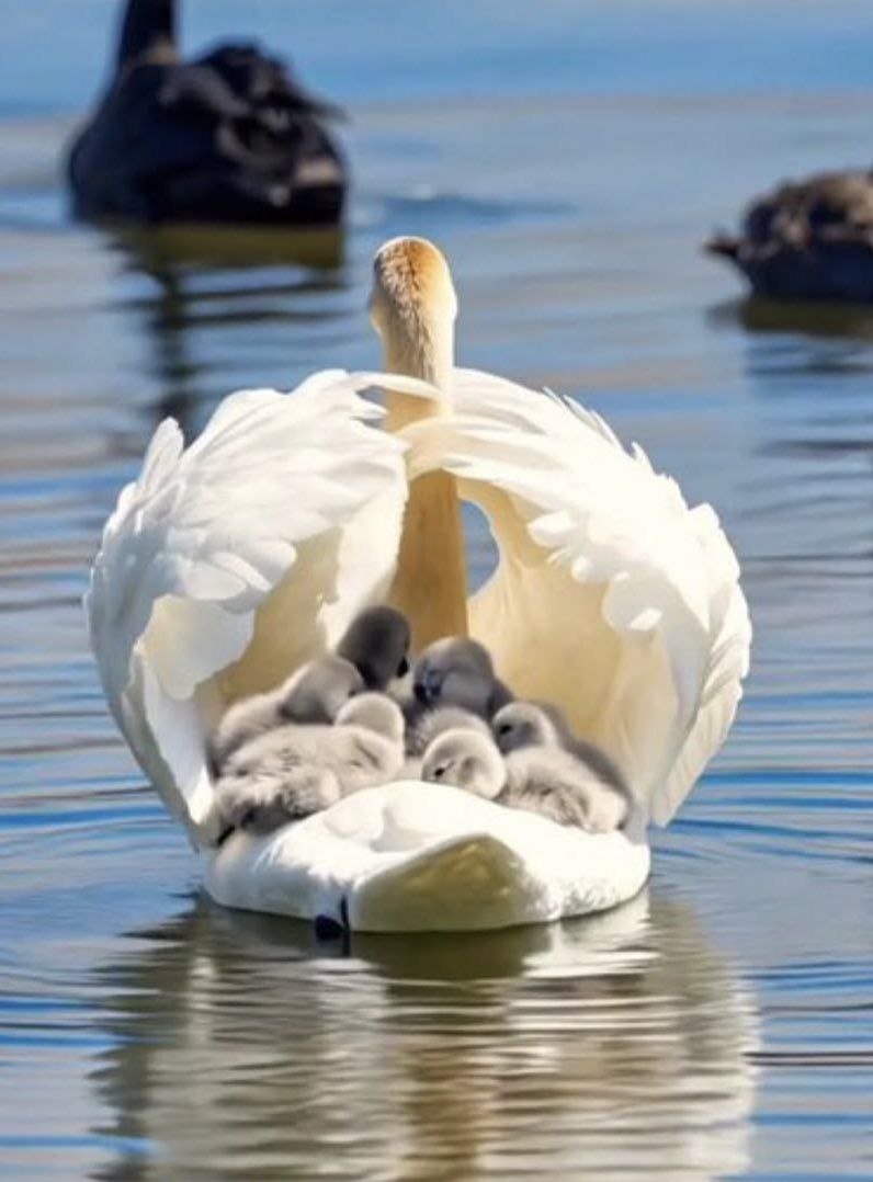 زیبایی بی نظیر قو