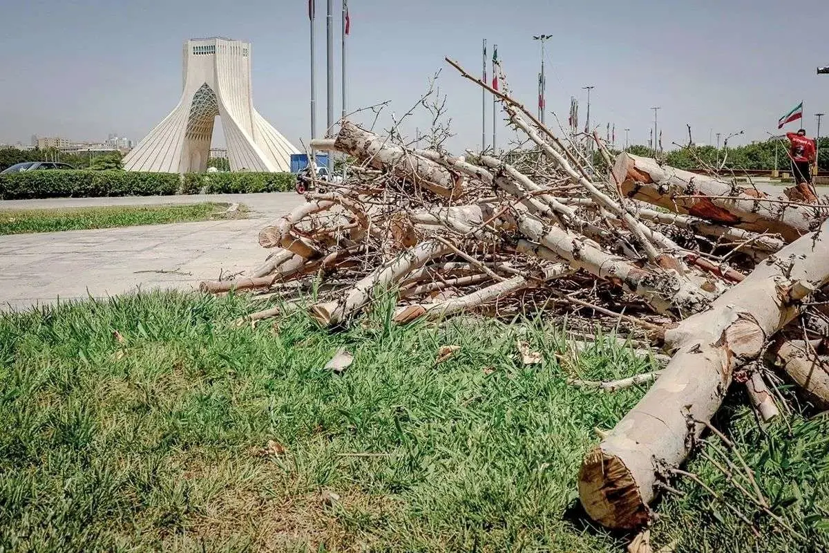 قطع درختان میدان آزادی