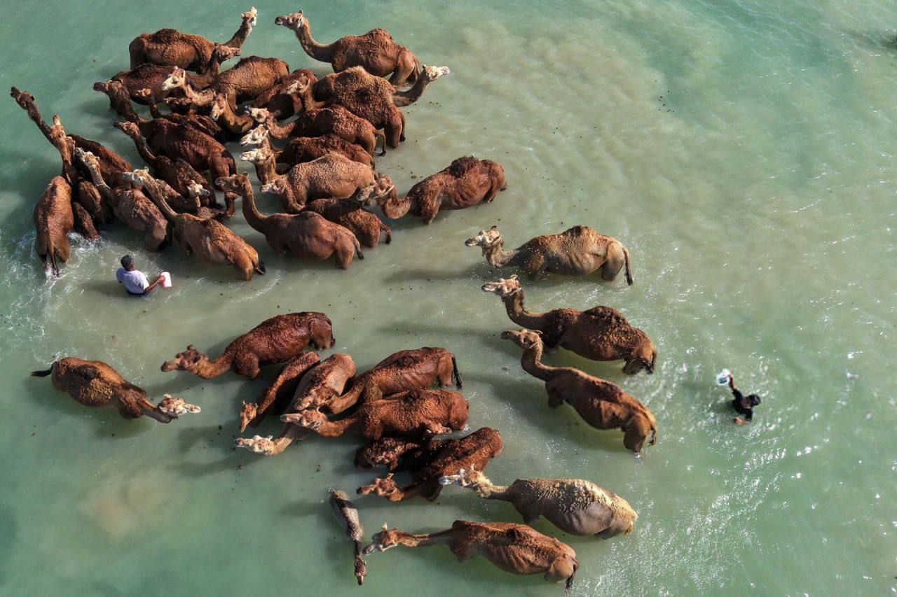 شستشوی شتر‌ها در جزیره قشم